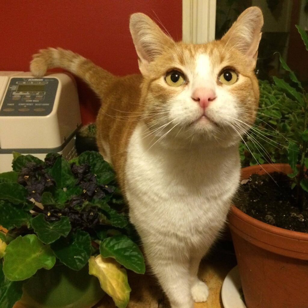 Hank the cat, standing among potted plants