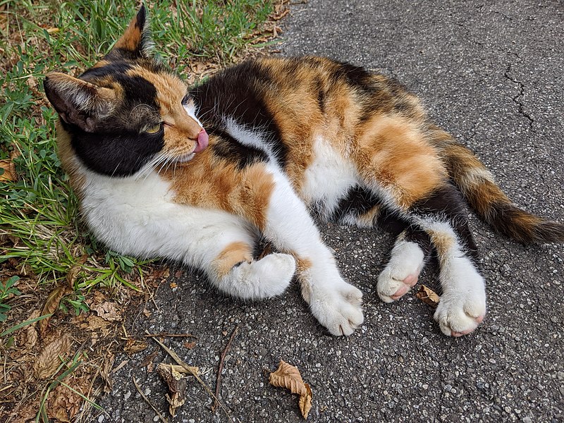 Calico Cat