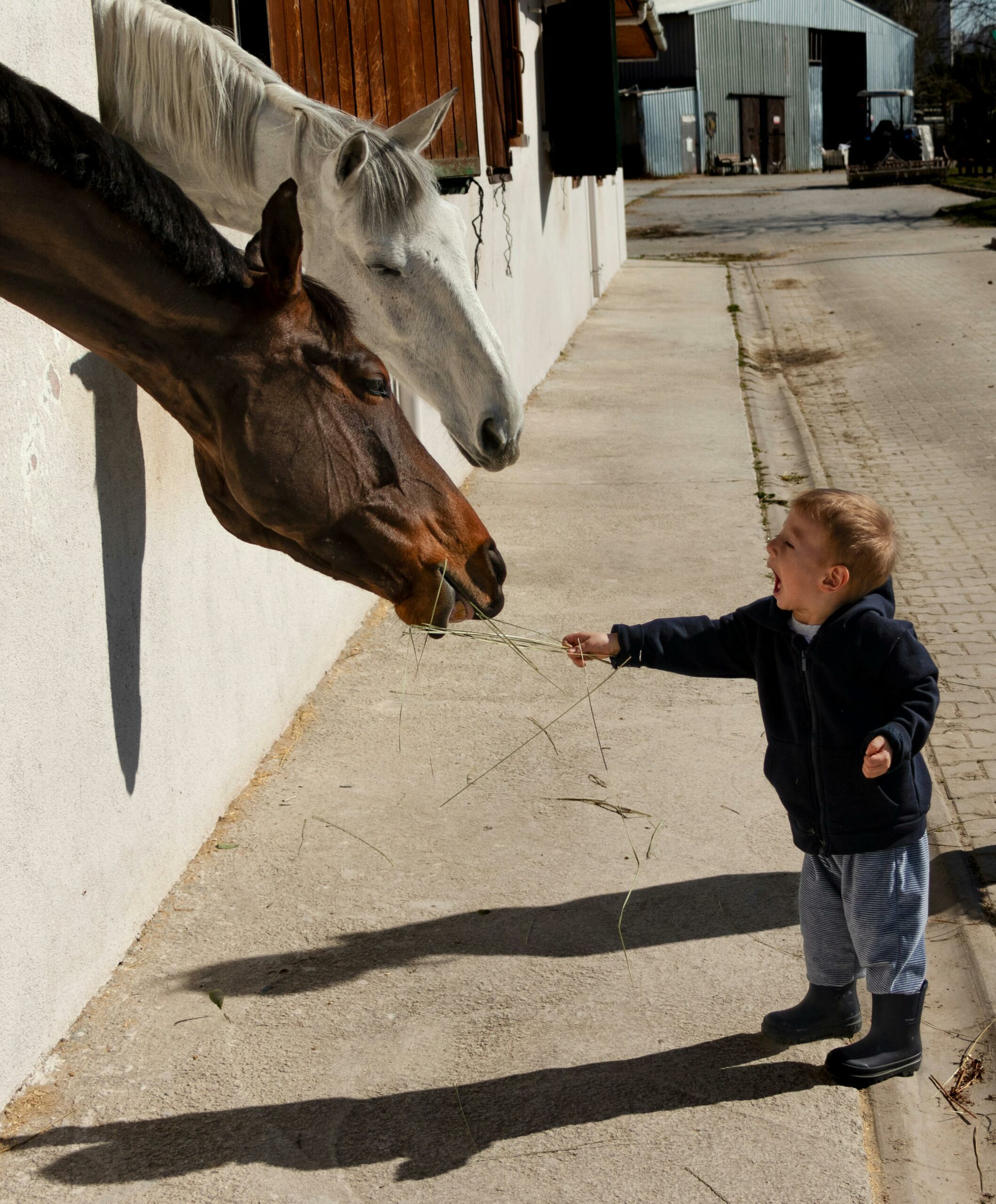 Come Back, Boys, Let's Feed the Horses